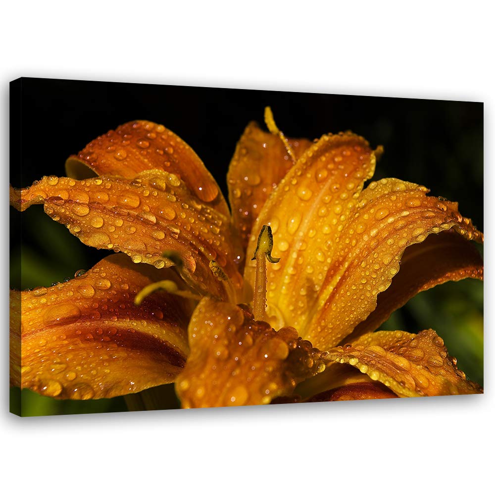 Feeby Leinwandbild Pflanze Bild Kunstdruck Natur Orange 70x50 cm Leinwandbild 70x50 cm Orange_A, Lei
