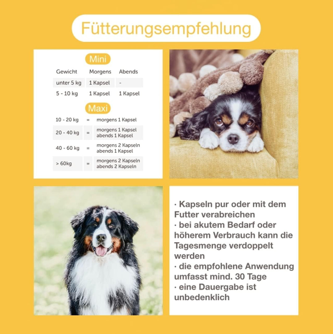 CaniMove Immune (ehemals EPA70) Mini &amp; Motion Mini - Das Kombipaket mit je 1 Packung für kleine Hund