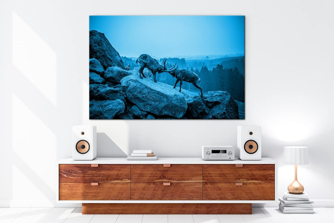 deyoli zwei kämpfende Steinböcke Format: 80x60 Effekt: Monocrome Blau als Leinwand, Motiv fertig ger