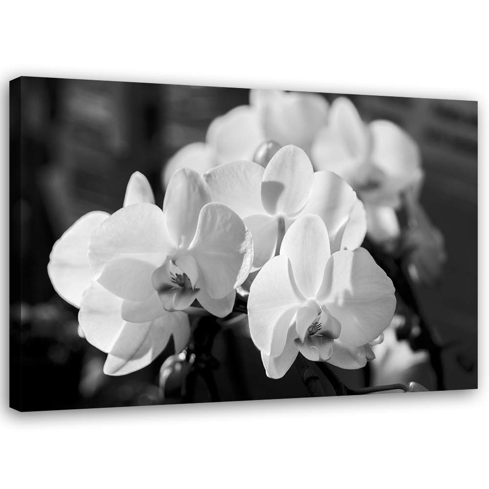 Feeby Bild auf Leinwand Orchideen Kunstdruck modern schwarz-weiss 80x60 cm Leinwandbild 80x60 cm sch