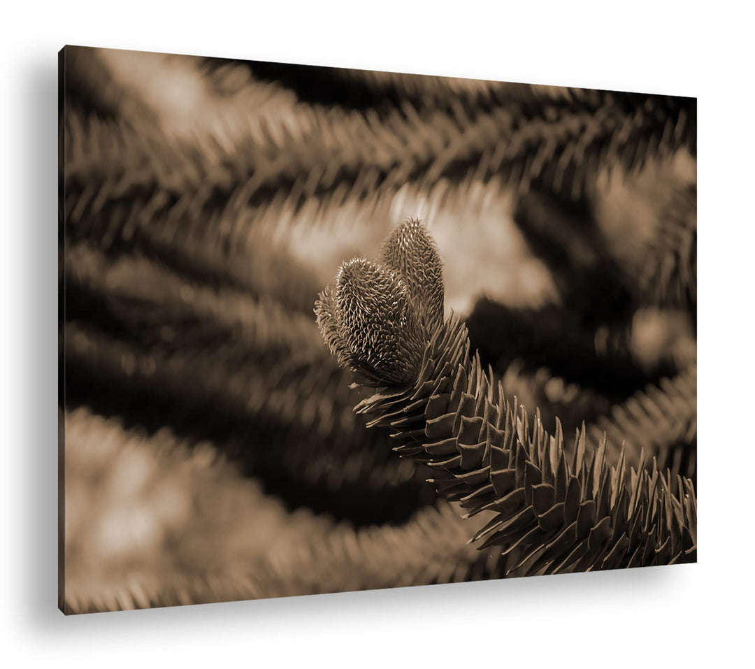 deyoli Frühlingserwachen der Tannenbäume Format: 80x60 als Leinwand, Effekt: Sepia, Motiv fertig ger