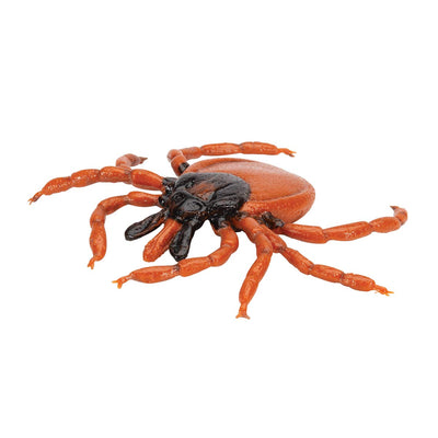 3B Scientific Biologie - Gemeiner Holzbock (Ixodes ricinus), Modell