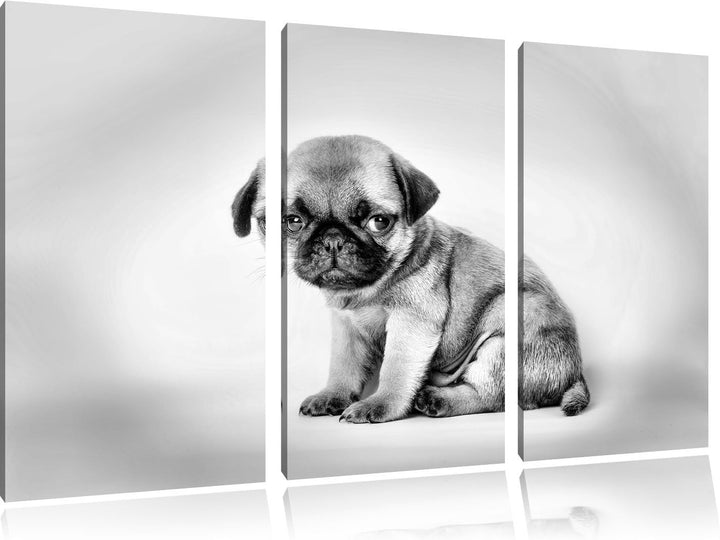 Pixxprint Kleiner Hundewelpe Mops als Leinwandbild/Grösse: 3 Teilig (120x80 cm) cm/Wandbild/Kunstdru