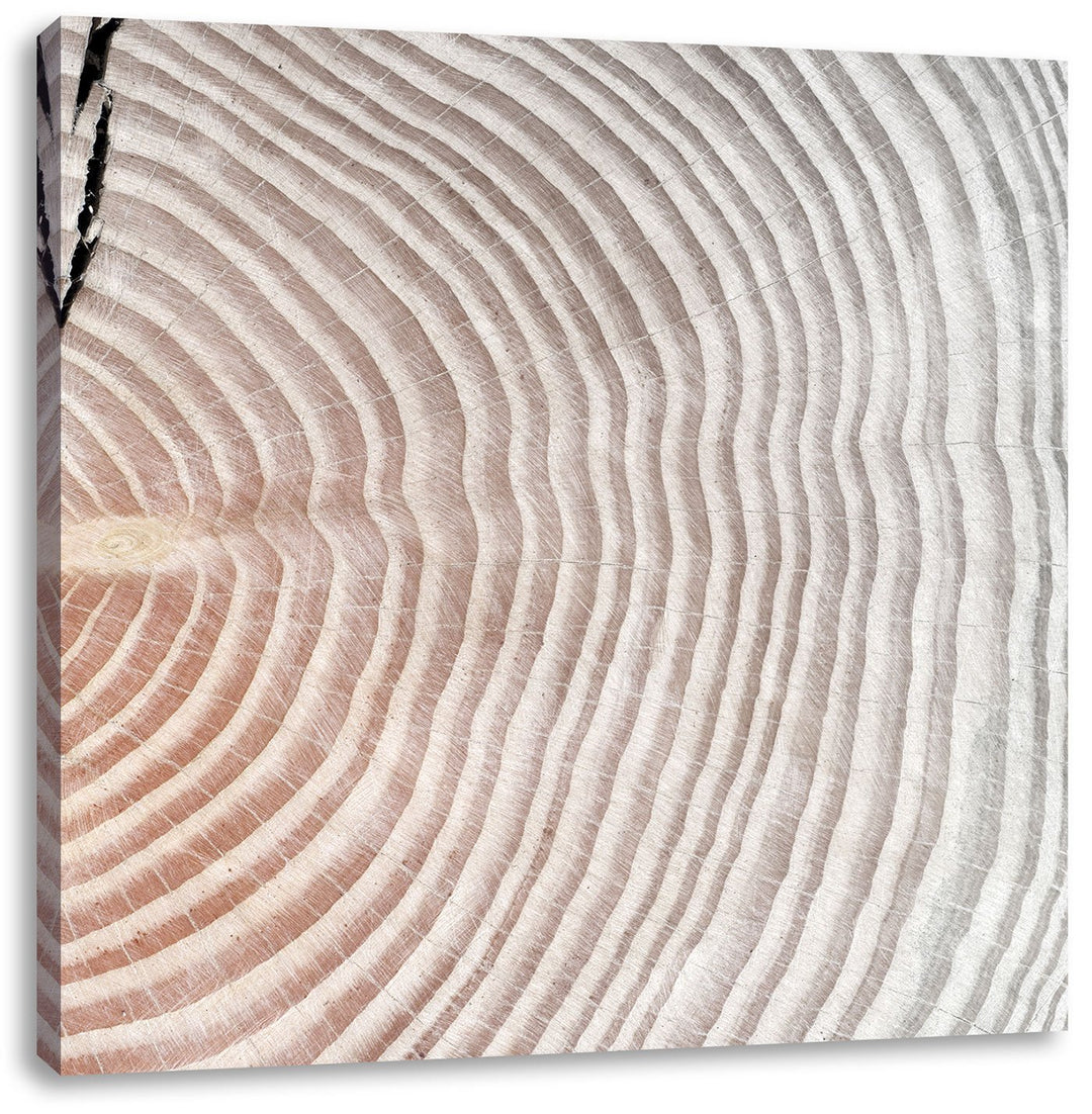 Pixxprint Baumstamm Jahresringe als Leinwandbild | Grösse: 70x70 cm | Wandbild | Kunstdruck | fertig