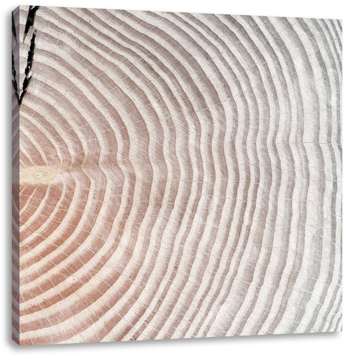 Pixxprint Baumstamm Jahresringe als Leinwandbild | Grösse: 70x70 cm | Wandbild | Kunstdruck | fertig