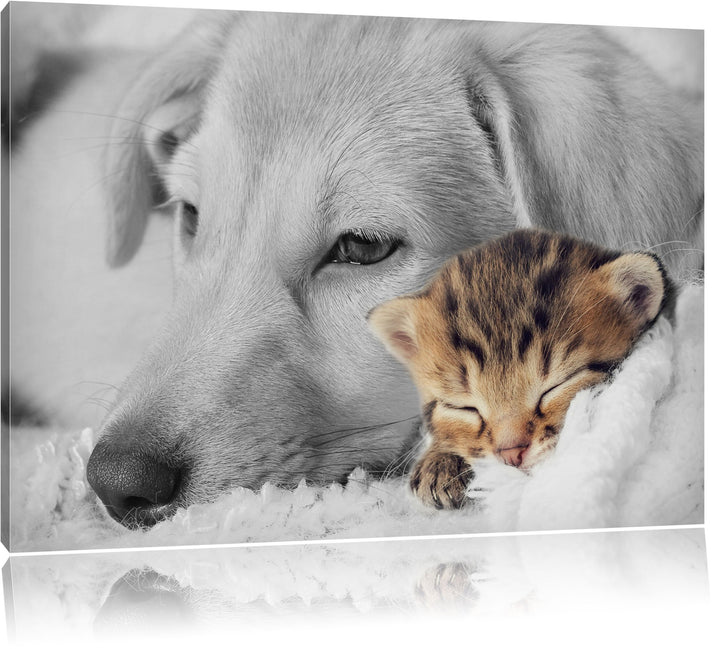 Pixxprint Träumendes Kätzchen neben Hund als Leinwandbild/Grösse: 100x70 cm/Wandbild/Kunstdruck/fert