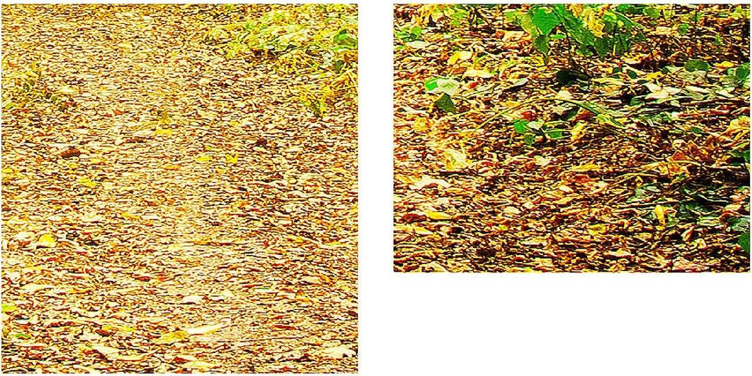 Runa Art Bild Wald Landschaft Wandbilder auf Vlies Leinwand 5 Teilig Wanddekoration Schlafzimmer Woh