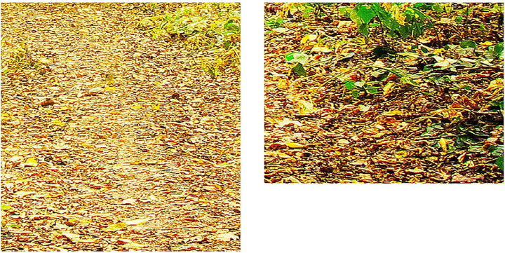 Runa Art Bild Wald Landschaft Wandbilder auf Vlies Leinwand 5 Teilig Wanddekoration Schlafzimmer Woh