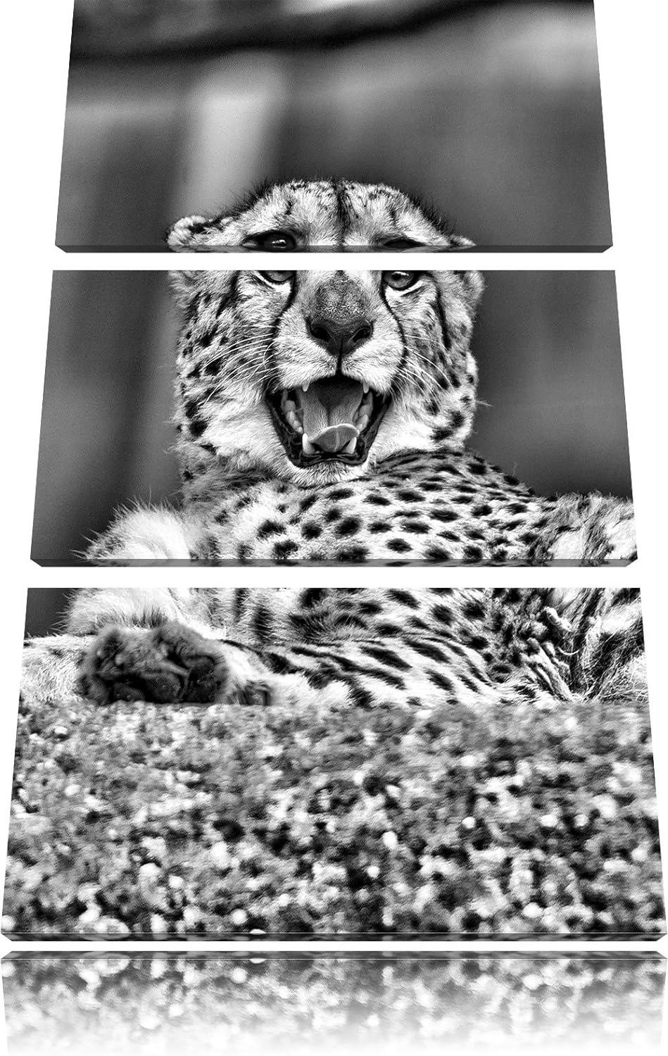 Pixxprint Monocrome, gähnender Gepard 3-Teiler Leinwandbild 120x80 Bild auf Leinwand