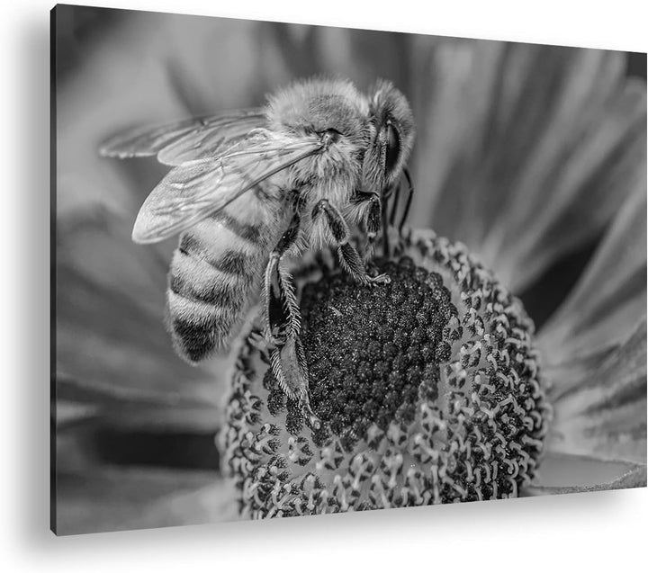 deyoli Biene beim Pollen sammeln Effekt: Schwarz&Weiss Format: 80x60 als Leinwandbild, Motiv fertig