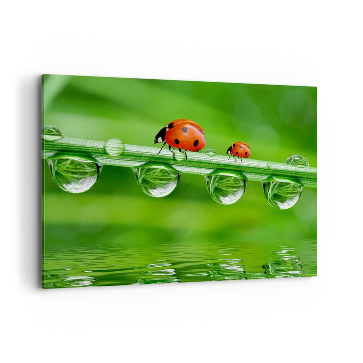 Bilder auf Leinwand 100x70cm Leinwandbild Marienkäfer Wasser Grün Umwelt Gross Wanddeko Bild Schlafz