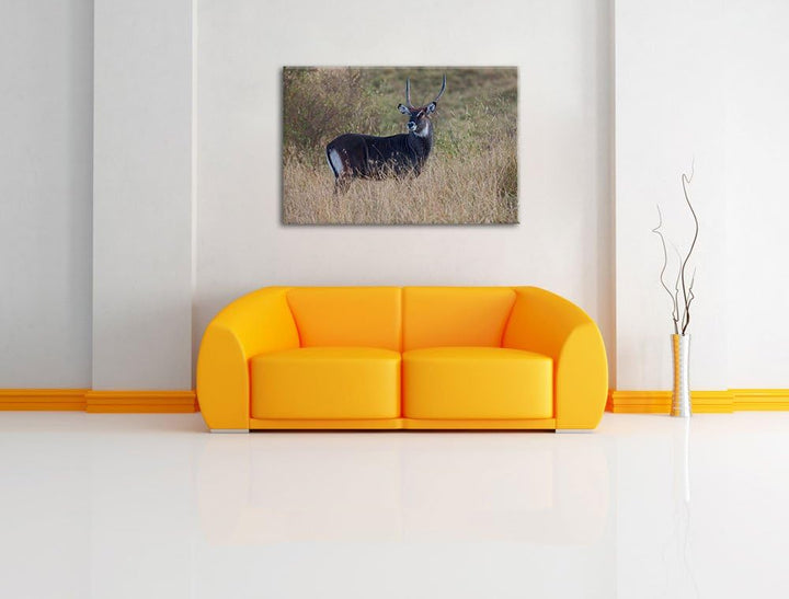 ausgewachsene Dorkasgazelle Leinwand, XXL riesige Bilder fertig gerahmt mit Keilrahmen, Kunstdruck a