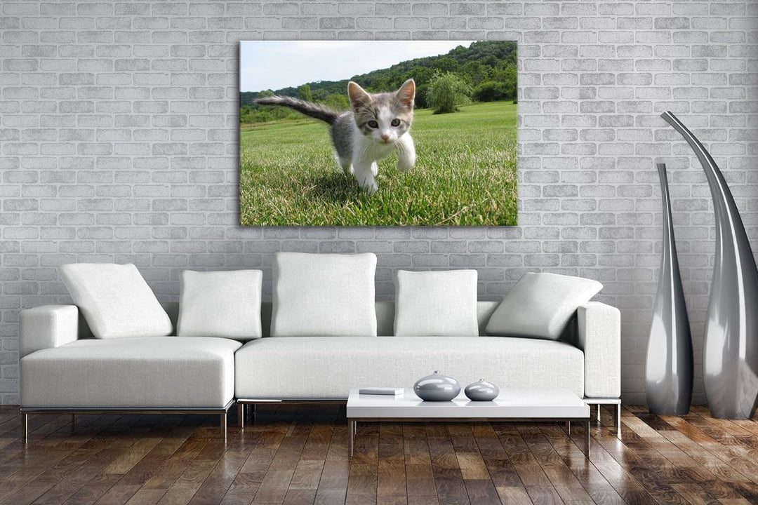 drollig spielende Katze Format: 80x60 als Leinwand, Motiv fertig gerahmt auf Echtholzrahmen, Hochwer