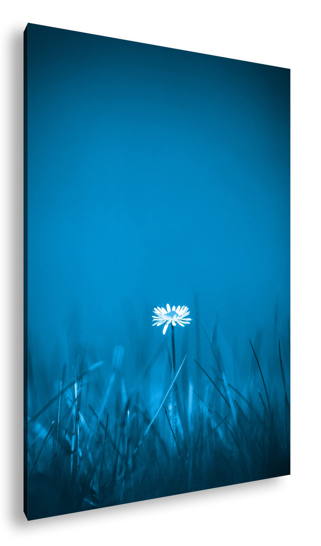 deyoli einzelnes Gänseblümchen Format 100x70 Effekt: Monocrome Blau als Leinwandbild, Motiv fertig g