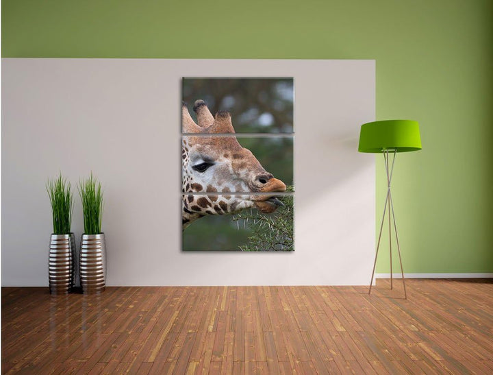 Pixxprint schöne Giraffe beim Fressen als Leinwandbild/Grösse: 3 Teilig (120x80) cm/Wandbild/Kunstdr