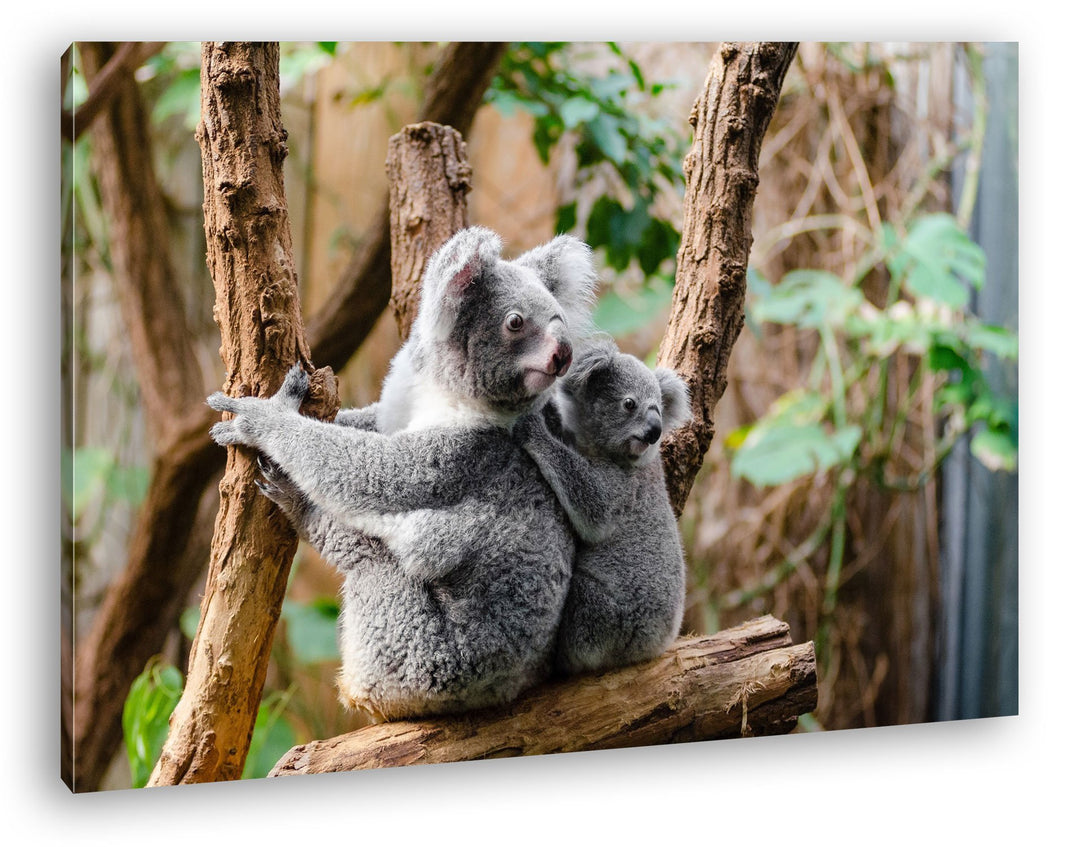 deyoli niedliche Koala Mutter mit ihrem Kind Format: 80x60 als Leinwandbild, Motiv fertig gerahmt au