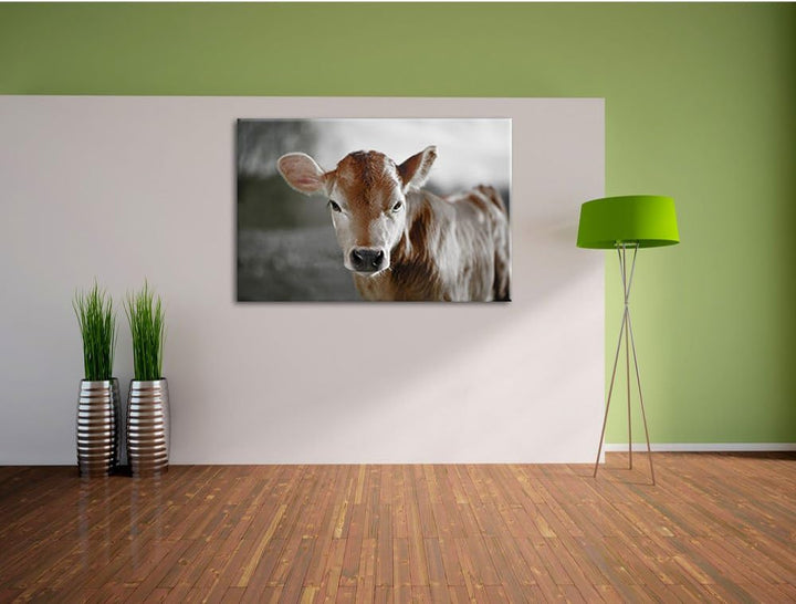 Pixxprint Junge Kuh Kälbchen als Leinwandbild/Grösse: 100x70 cm/Wandbild/Kunstdruck/fertig bespannt,