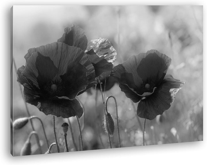 deyoli bezaubernde Mohnblumen Format: 80x60 Effekt: Schwarz&Weiss als Leinwandbild, Motiv fertig ger
