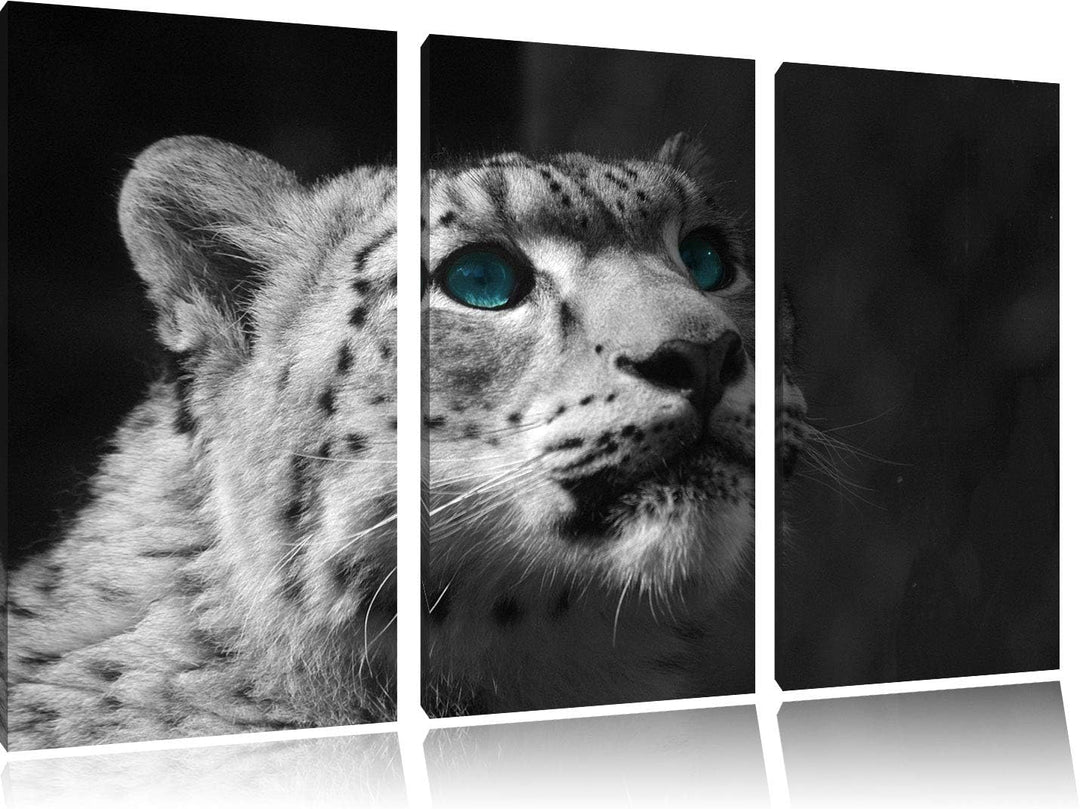 Anmutiger Schneeleopard Blaue Augen schwarz/weiss 3-Teiler Leinwandbild 120x80 Bild auf Leinwand, XX