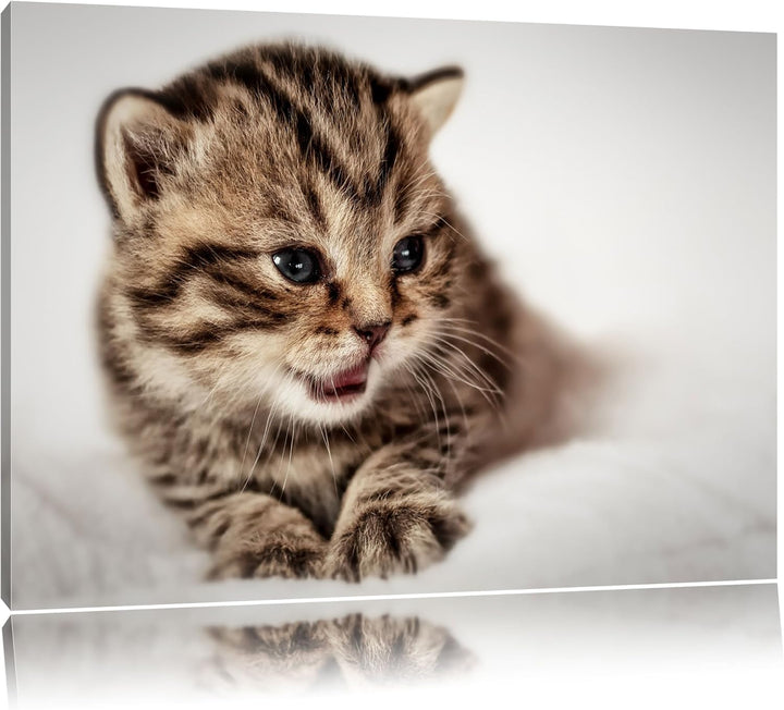 kleines Kätzchen auf weisser Decke auf Leinwand, XXL riesige Bilder fertig gerahmt mit Keilrahmen, K