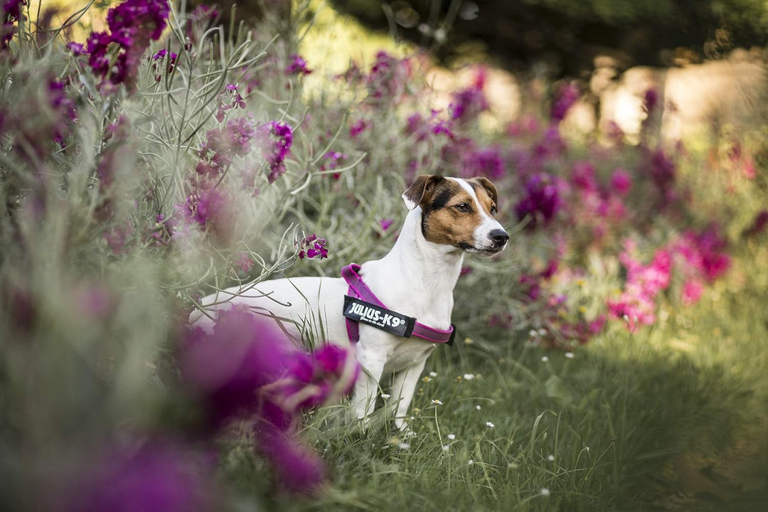 Julius-K9, IDC® Color & Gray® Beltgeschirr pink-grau XS / Mini-Mini, pink-grau XS / Mini-Mini