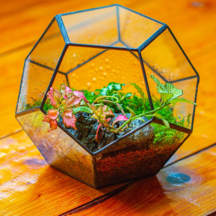 NCYP Handmade Blumentopf Transparentes fünfeckiges Dodekaeder Glas, Terrarium, auch für Sukkulenten,
