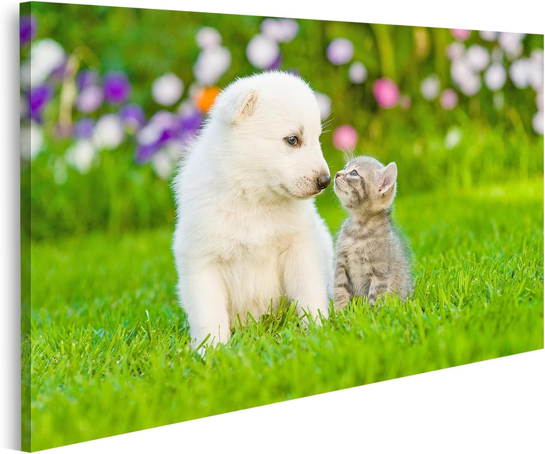 islandburner Bild auf Leinwand Kätzchen Und Weisser Welpen Küssen Auf Grünem Gras Bilder Wandbilder