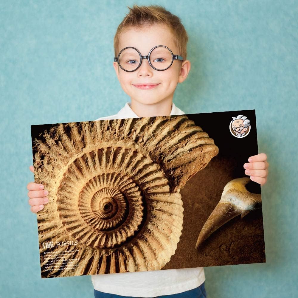 Fossilien Steine Ausgrabungsset Für Kinder Ausgrabung Fossilien Experimentierkästen Für Kinder Ab 7