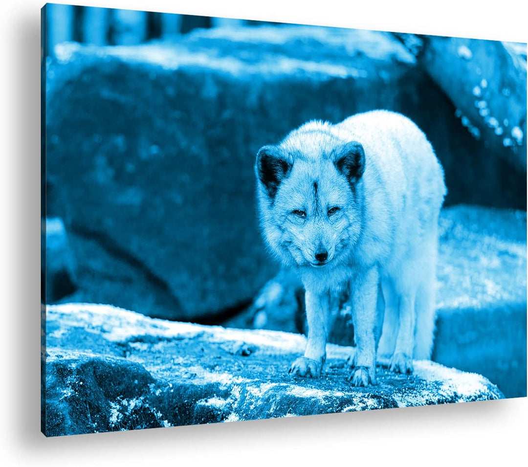deyoli Atemberaubender Polarfuchs Format 80x60 Effekt: Monocrome Blau als Leinwandbild, Motiv fertig