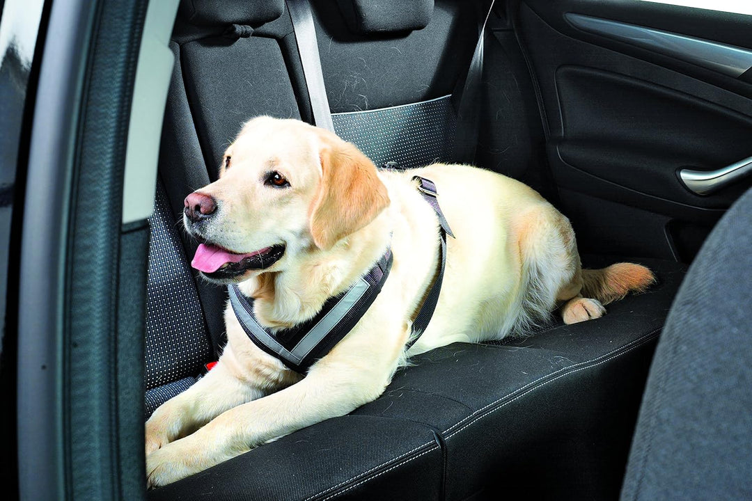 KLEINMETALL Allsafe Gürtel der Sicherheit für Hunde, Schwarz, Grösse M, M