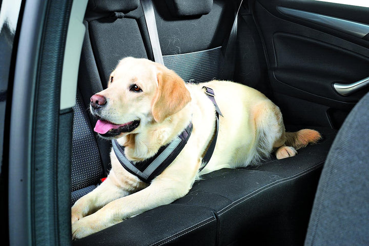 KLEINMETALL Allsafe Gürtel der Sicherheit für Hunde, Schwarz, Grösse M, M