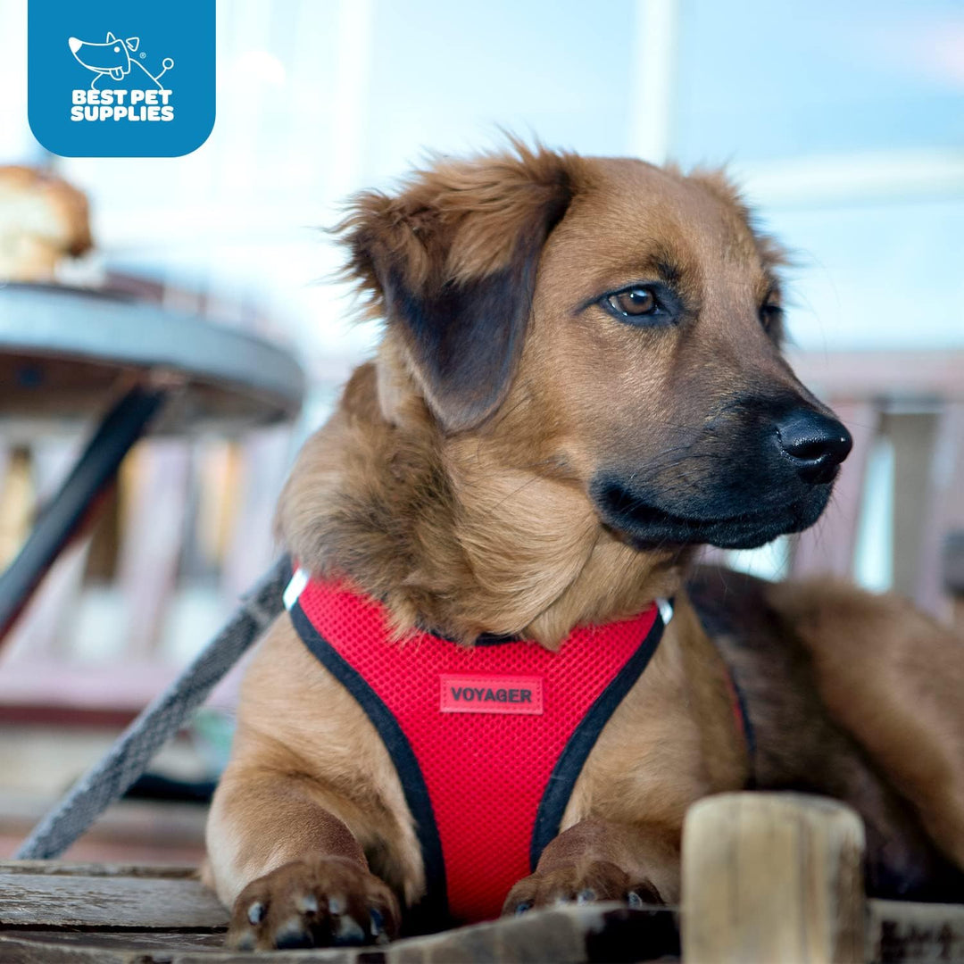 Best Pet Supplies Voyager Step-In Air Hundegeschirr – Allwetter Mesh Step In Weste Geschirr für klei