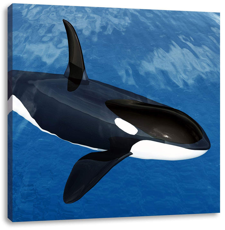 Orca im blauen Meer, Format: 70x70 auf Leinwand, XXL riesige Bilder fertig gerahmt mit Keilrahmen, K