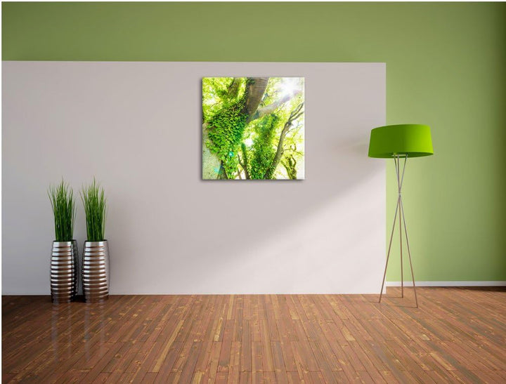 Pixxprint Baum im Sonnenlicht als Leinwandbild Quadratisch/Grösse: 70x70 / Wandbild/Kunstdruck/ferti