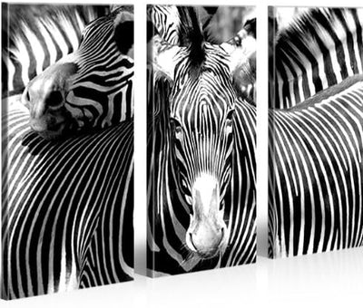 islandburner Bild Bilder auf Leinwand Zebra Tiere Zebras XXL Poster Leinwandbild Wandbild Dekoartike