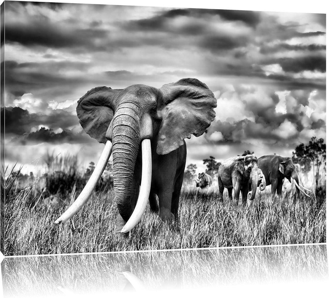 Pixxprint Stolzer Elefant in Savanne als Leinwandbild/Grösse: 100x70 / Wandbild/Kunstdruck/fertig be