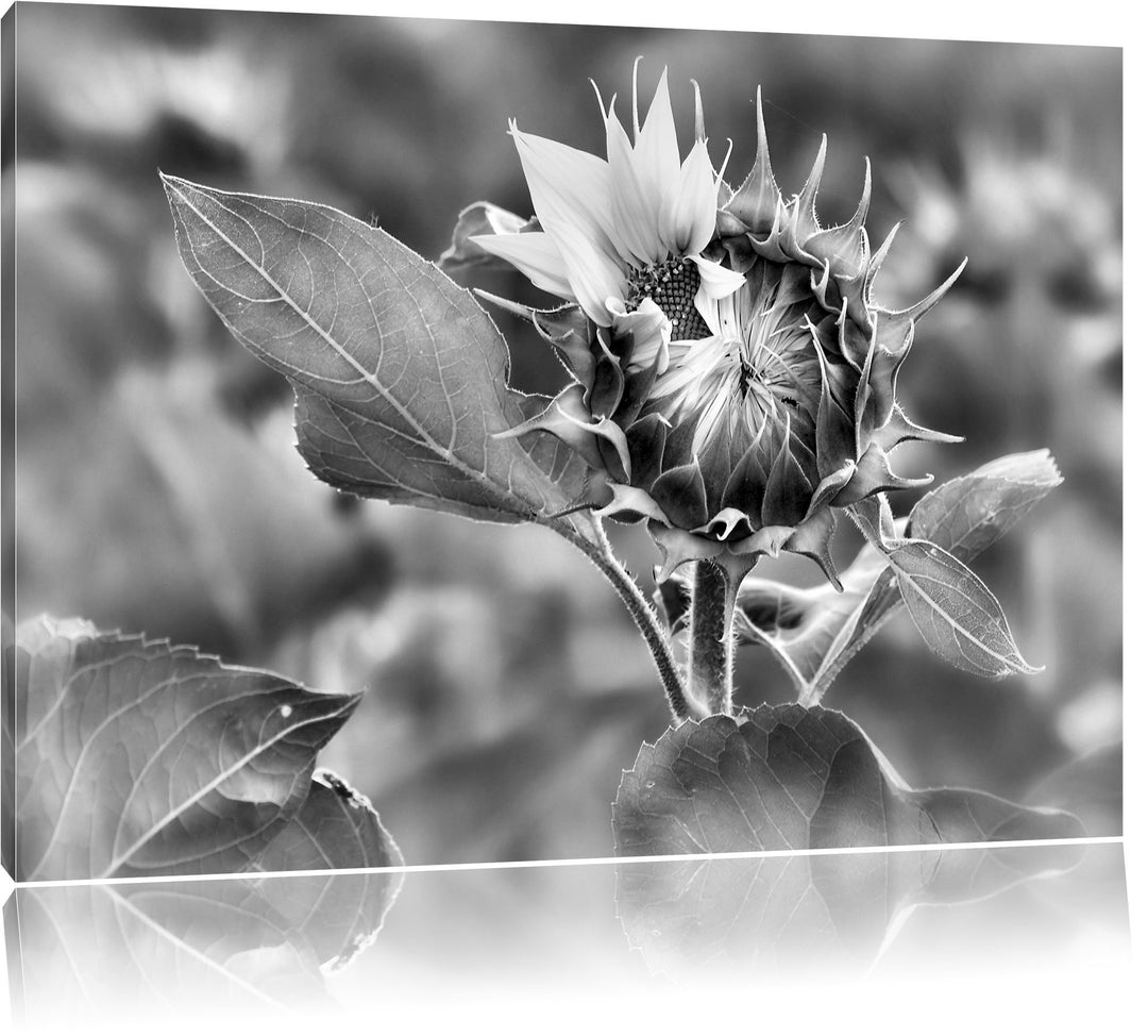 Pixxprint Aufblühende Sonnenblume als Leinwandbild/Grösse: 100x70 / Wandbild/Kunstdruck/fertig bespa