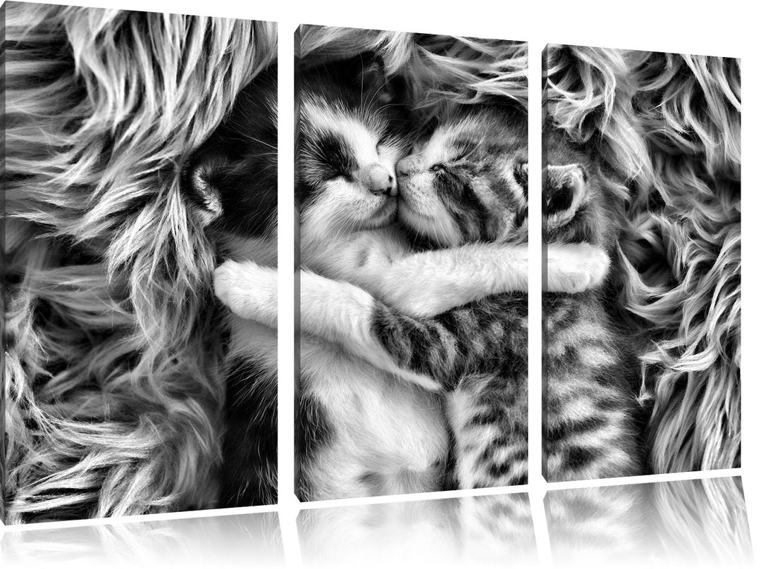 Pixxprint Zwei kuschelnde Kätzchen als Leinwandbild/Grösse: 3 Teilig (120x80) cm/Wandbild/Kunstdruck