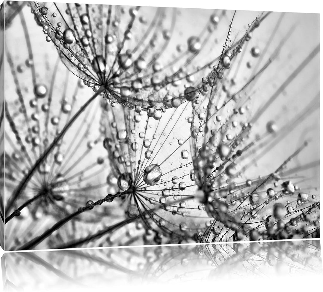 Pixxprint Monocrome, Pusteblumen Schirmflieger mit Tau, Format: 100x70 auf Leinwand, XXL riesige Bil