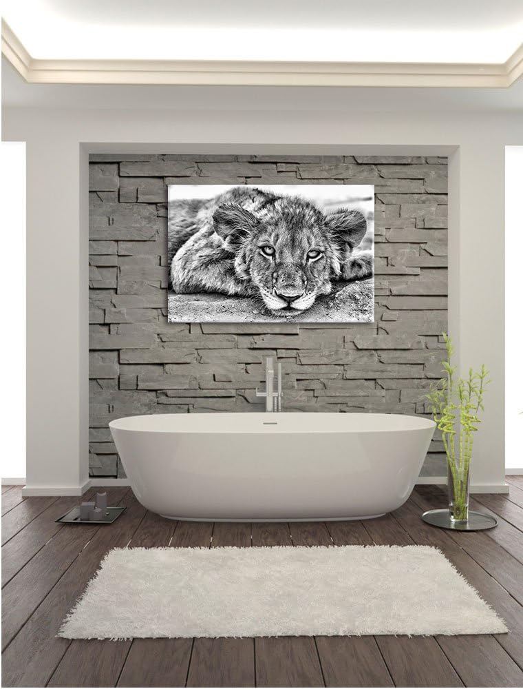 Pixxprint wachsamer junger Löwe / 100x70cm Leinwandbild bespannt auf Holzrahmen/Wandbild Kunstdruck