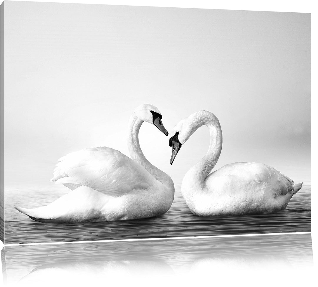 Pixxprint Zwei prächtige Schwäne auf dem Wasser Kunst B&W, Format: 100x70 auf Leinwand, 100x70