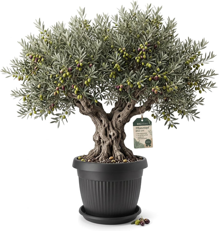BigDean Jumbo 62cm Blumentopf mit Untersetzer Anthrazit Blumenkübel