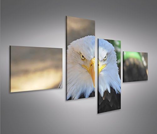 islandburner Bild Bilder auf Leinwand Adler Weisskopfseeadler USA Symbol 4L XXL Poster Leinwandbild