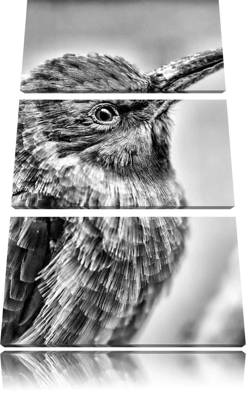 Pixxprint Kleiner tropischer Vogel als Leinwandbild/Grösse: 3 Teilig (120x80) cm/Wandbild/Kunstdruck