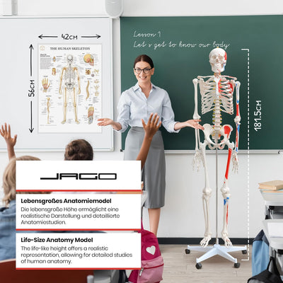 Jago® Menschliches Anatomie Skelett 181.5 cm - mit Muskelbemalungdetails, inkl. Schutzabdeckung, Leb