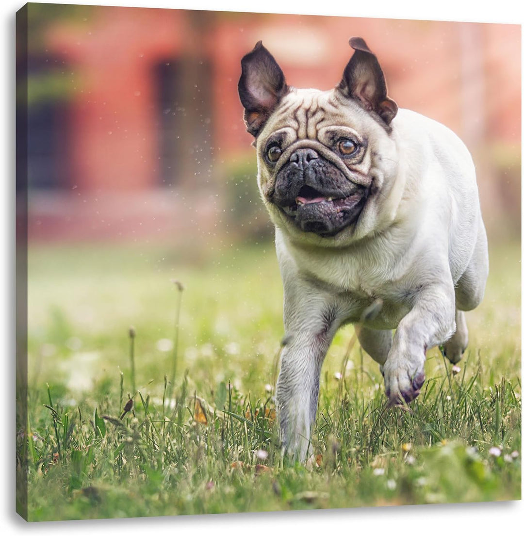 Pixxprint Rennender Mops, Format: 70x70 auf Leinwand, XXL riesige Bilder fertig gerahmt mit Keilrahm