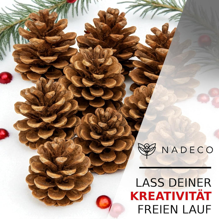 NaDeco Grosse Pinienzapfen Grösse 12-14cm, 10 STK. | Pinus pinea | Pinien Zapfen | Tannenzapfen | Ki