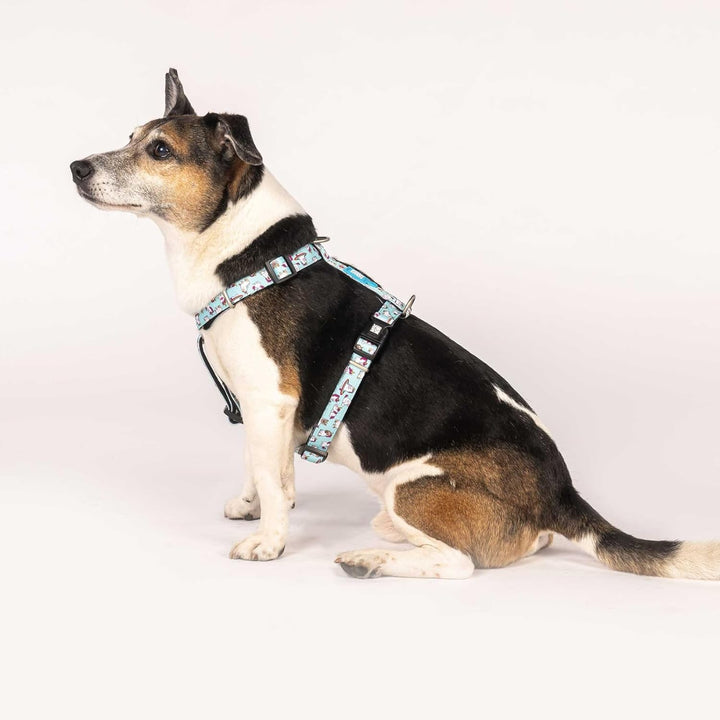 Max &amp; Molly Hundegeschirr in H-Form, Ultrabequemes Geschirr Hund aus Neopren für kleine Hunde, Unico