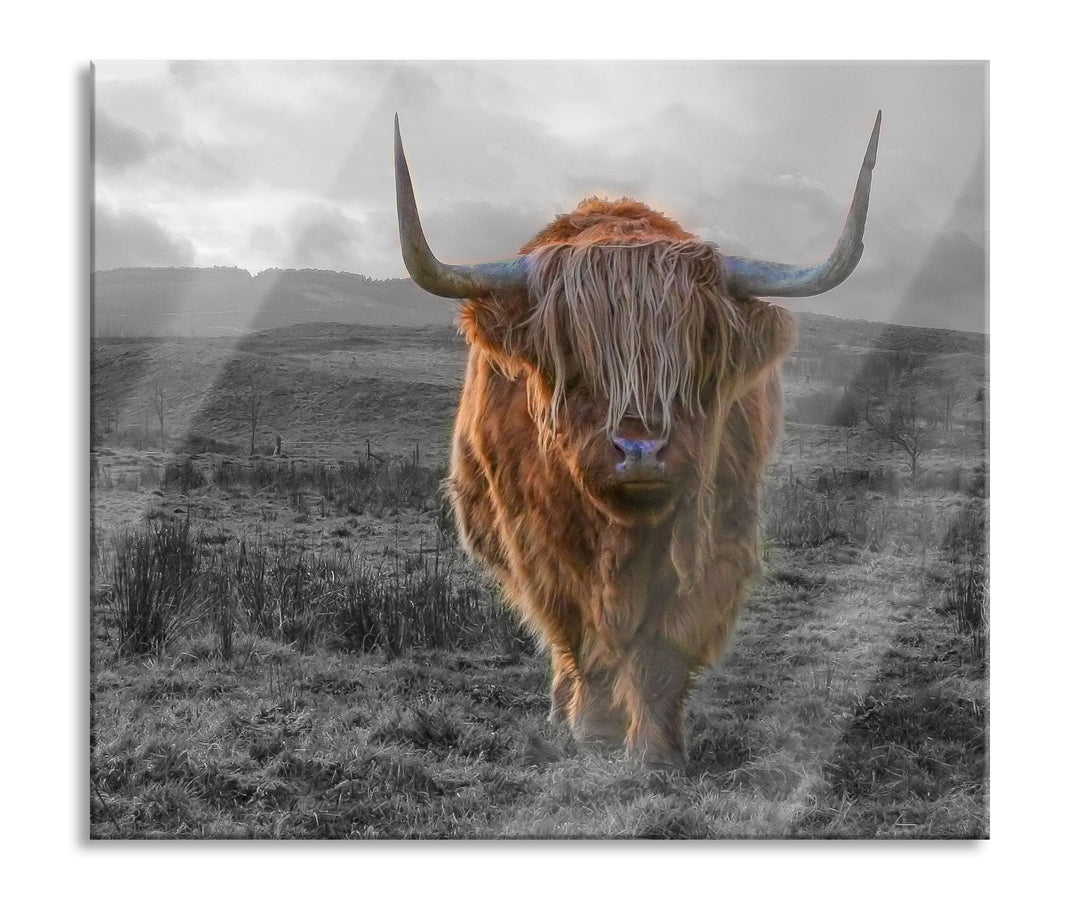 Highlandrind bei Sonnenuntergang B&W Detail Herdabdeckplatte & Spritzschutz aus Echtglas | Für Herd-