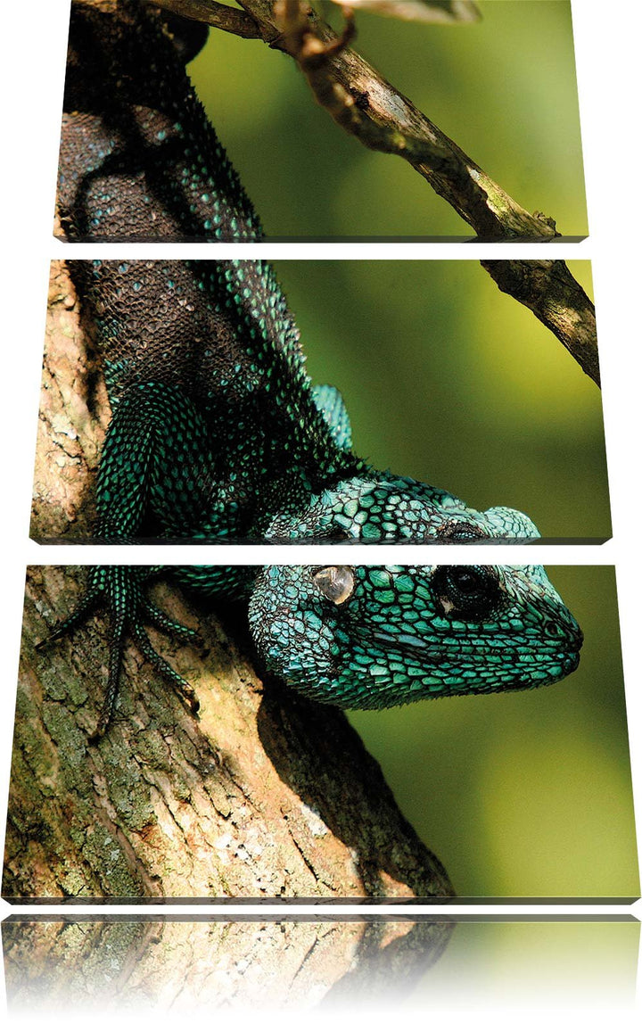 Pixxprint Agama auf Baum AST als Leinwandbild/Grösse: 3 Teilig (120x80) cm/Wandbild/Kunstdruck/ferti